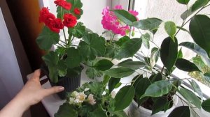 Вода для полива фиалок и других растений.Как смягчить жесткую воду.