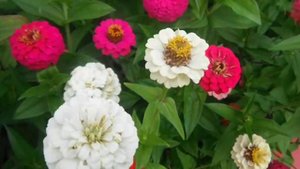 Солнце во дворе дачи - изящные цинии. Смотрим фото