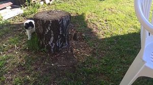 Полевой хомяк