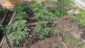 Выращиваем томаты правильно, пасынкование, подвязка. Шпалера для помидор от @ZubtsovSergey