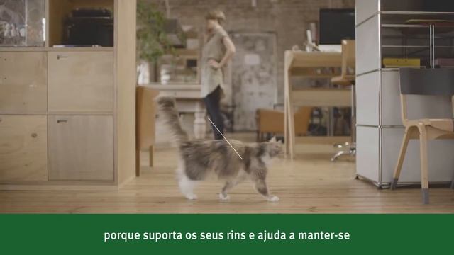 PRO PLAN® GATO Sterilised PT смотреть онлайн