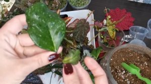 Посадка хой из посылки