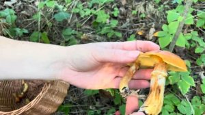 Збираю новий їстівний гриб! Маслюк модриновий Suillus grevillei