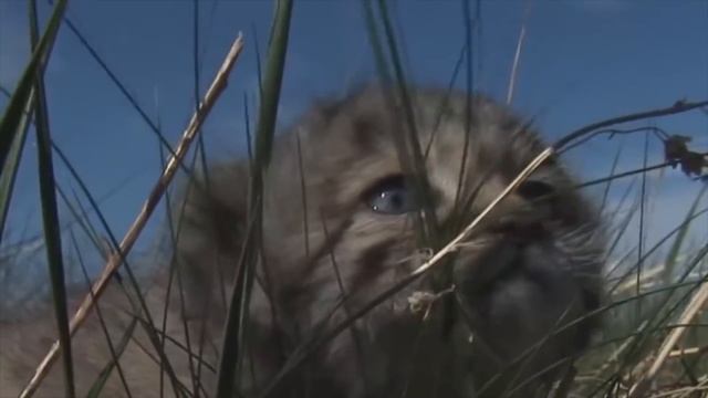 Манул - самый ДИКИЙ и злобный кот, самый ПУШИСТЫЙ кот в мире, паллосов кот, кот медведь. смотреть онлайн