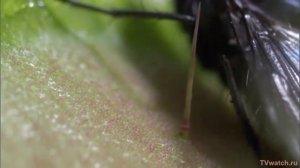 Венерина Мухоловка