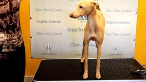 Подготовка к выставке собак. Часть2. Стойка на столе.