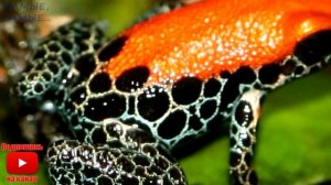 Самые #ОПАСНЫЕ #ЖИВОТНЫЕ планеты