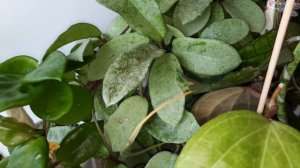 /Хойи/Обзор коллекции хой/Часть 3/☘💞