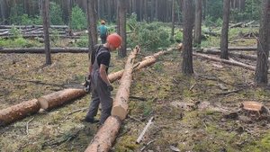 Валка дерева 1 день на новой лесосеке 570 кубов на 1.8 гектара 02.08.2023