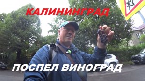 В Калининграде поспел виноград.