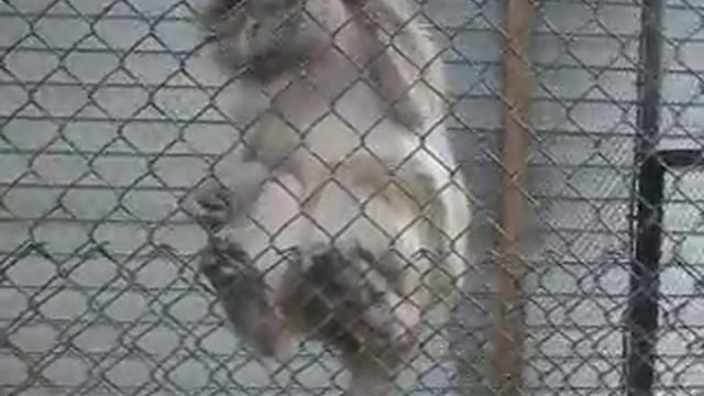 ЗООПАРК ВИТЕБСК БЕЛАРУСЬ  Видео про умных обезьян