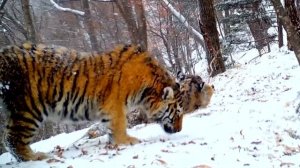 УНИКАЛЬНЫЕ КАДРЫ удалось заснять фотоловушке в нацпарке "Земля леопарда" в Приморье!