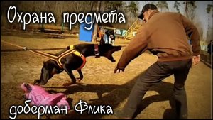 Доберман Флика. 
ЗКС Охрана предмета.