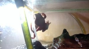 Размножение. Голубые Австралийские Квакши