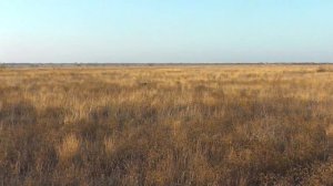 Эпаньел бретон Одри, 10 месяцев,работа по перепелу.