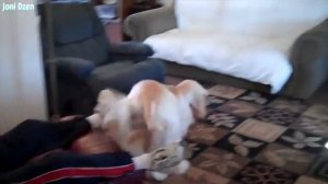 Самые глупые и непослушные породы собак ,ТОП 5 , самых бестолковых питомцев