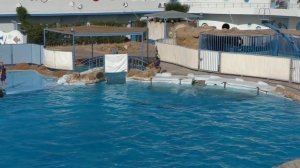 Отдых в Египте. Красивейшее шоу дельфинов. Дельфинарий в Хургаде Dolphin World EGYPT Hurghada 2018