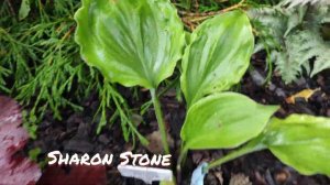 Моя хоста коллекционный сорт Sharon Stone... свежая посадка...но все равно прекрасна...