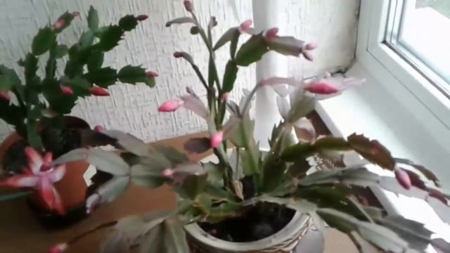 Цветение шлюмбергер, ноябрь 2020 Schlumberger bloom, november 2020 смотреть онлайн