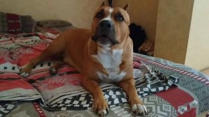 Собака поет песни! Ржака! Класс!