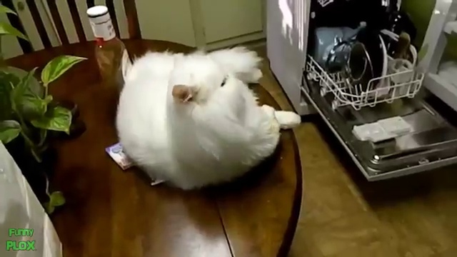 смешные котики