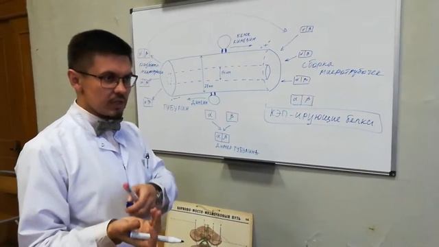 5 Немембранные органоиды микротрубочки, центриоль, жгутики, реснички смотреть онлайн