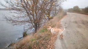 На огороде нашли Елизавету. Всего по чуть чуть - воды, дров, бобров.
