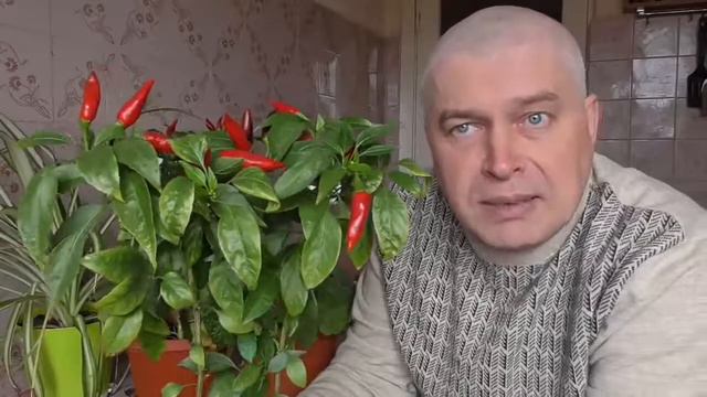 Видео про комнатные растения герань и перец 2 смотреть онлайн