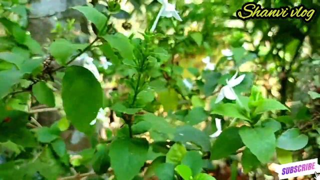 Dark green and White Syngonium Care. സങകണയ ചട നടനന രതകൾ.