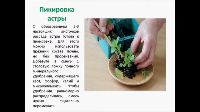 астры смотреть онлайн