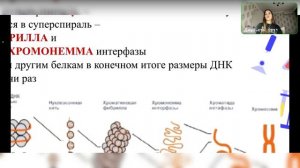 Биосинтез нуклеиновых кислот и белков. Основы молекулярной генетики