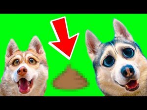 ШОК! НАШЛИ ЭТО В ЛЕСУ!! (Хаски Бублик) Говорящая собака Mister Booble