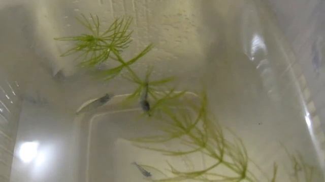 Аквариумные креветки голубое желе смотреть онлайн