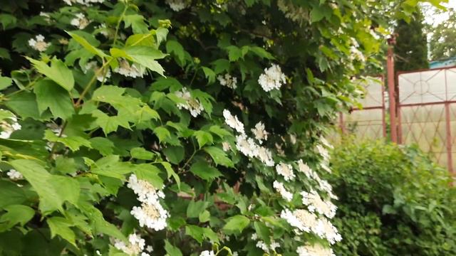 Красиво цветет Калина Обыкновенная смотреть онлайн