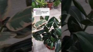 Как обрезать фикус