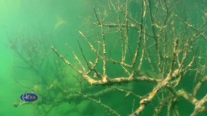 Fairy tales of underwater forests: granite quarry - Александровский карьер: сказки подводного леса