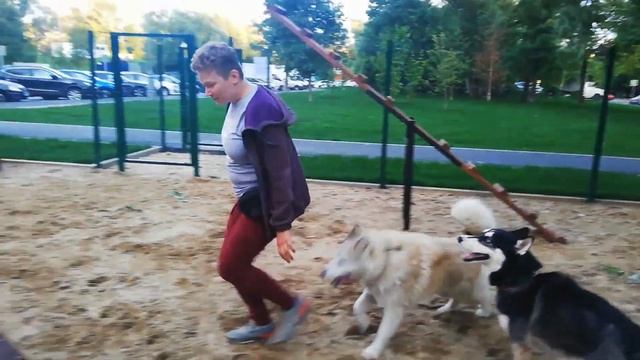 Дрессировка хаски на площадке для выгула и дрессировки собак смотреть онлайн