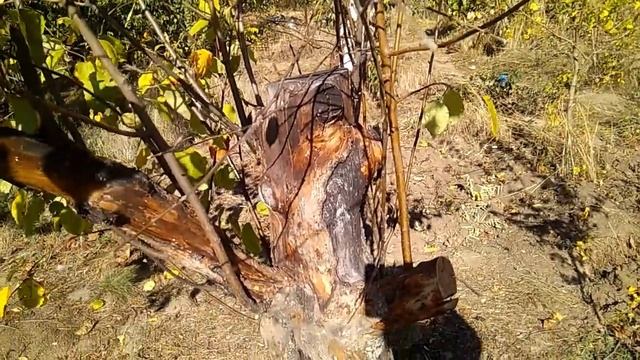 Лечение чёрного рака яблони. смотреть онлайн