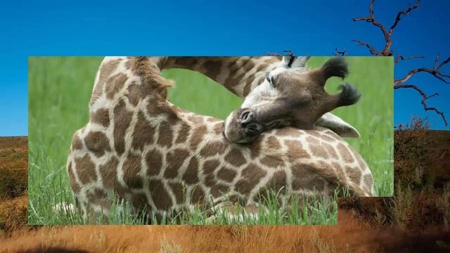 жирафы в зоопарке и в дикой природе смотреть онлайн