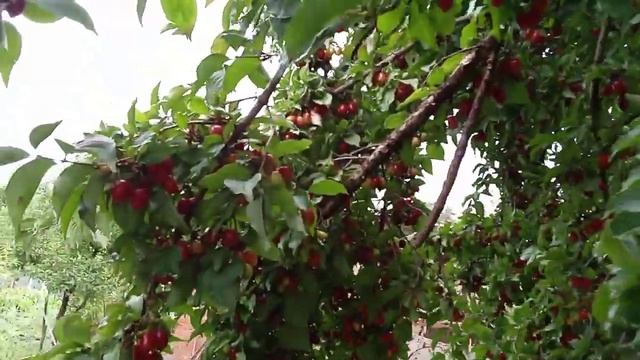 Большой урожай кизила. смотреть онлайн