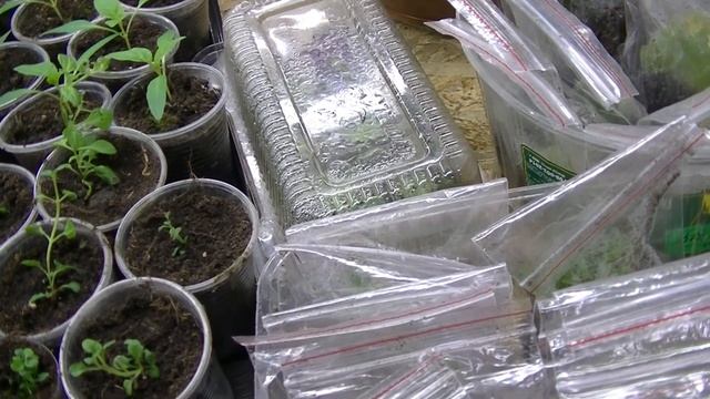 Обзор зимней теплицы на 1 марта 2022г. смотреть онлайн