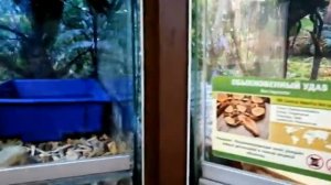 Тульский экзотариум . ЗООЭКЗОТАРИУМ г. Тула ( змеи , рыбы , черепахи , скаты ) tula exotarium