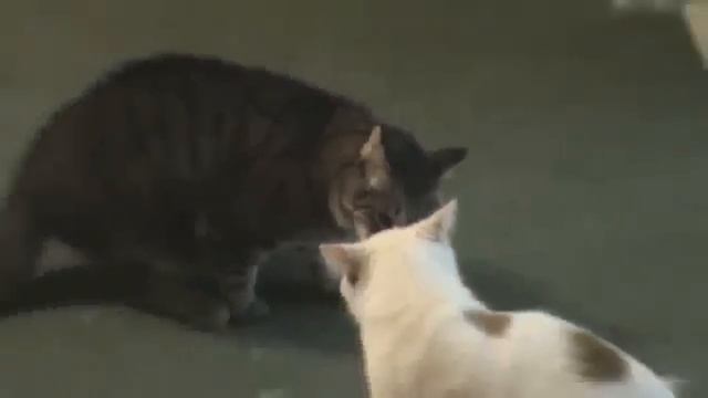 Кот боксер. Кошачьи бои. Приколы с кошками. Смешное видео с кошками 2014. смотреть онлайн