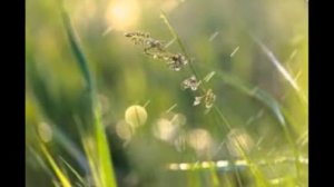 Песня  Земная карусель