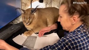 Big Floppa Wants to Stay with Owner : Caracal