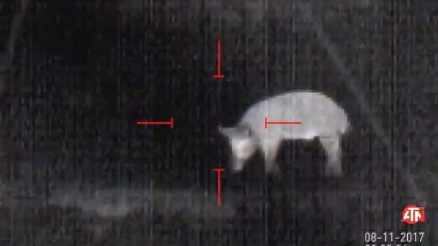 Пожалуй лучший тепловизор для охоты ATN MARS HD 640 2.5-25x смотреть онлайн