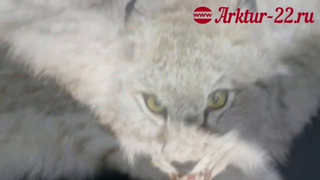 КОВРЫ И ПОКРЫВАЛА смотреть онлайн