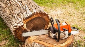 Сухие деревья падают на рязанцев