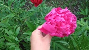 Пионы после дождя ! Генри Бокстос , Ангел Чикс , Анжело Кобб Фриборн и др.