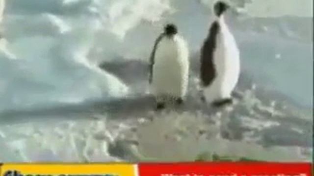 Вот какие бывают пингвины смотреть онлайн